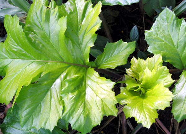 The leaves can look quite golden in the sun. The leaves can look quite golden in the sun.
