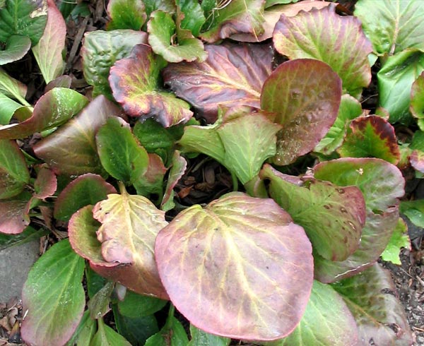 I think some people call this plant Elephants' Ears... I think some people call this plant Elephants' Ears...