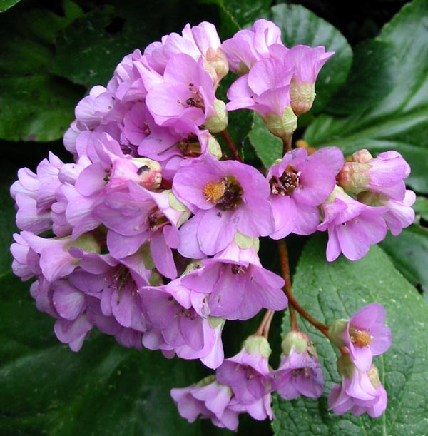 Pretty pink - why do some gardeners hate the flowers? Pretty pink - why do some gardeners hate the flowers?