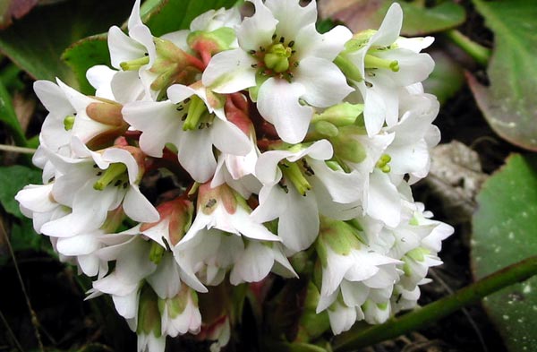 This form has coloured leaves in autumn. This form has coloured leaves in autumn.