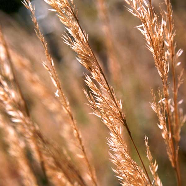 This grass doesn't throw seedlings around. This grass doesn't throw seedlings around.