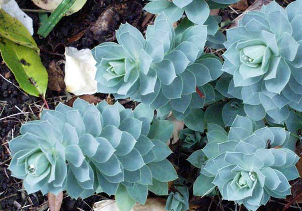 There are close to 2000 different species of Euphorbia. There are close to 2000 different species of Euphorbia.