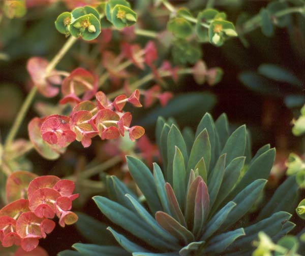 Euphorbia martinii. Euphorbia martinii.