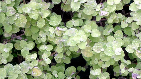 Treated as perennial these plants are half hardy. Treated as perennial these plants are half hardy.