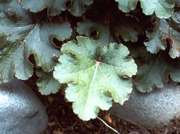 I also have a lot of plants of Heuchera Purple Palace. I also have a lot of plants of Heuchera Purple Palace.