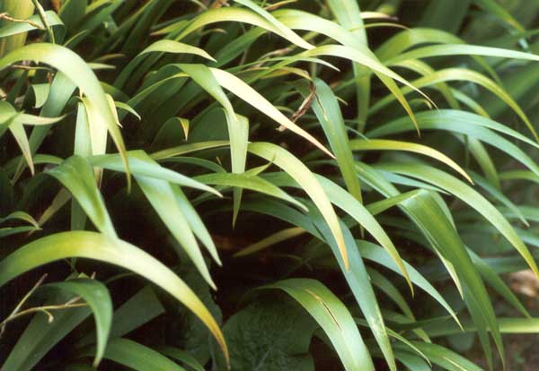 My favourite foliage plant My favourite foliage plant