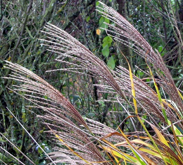 The seed heads last from late autumn right through winter. The seed heads last from late autumn right through winter.