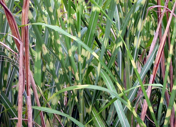 A foliage feature all year round. A foliage feature all year round.