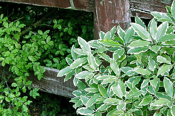 Both these are self sown.