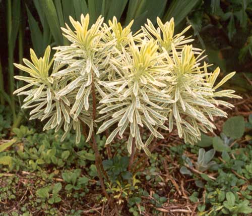 The catalogue suggests that Euphorbia Burrows Silver is 'probably at its best in part shade'... The catalogue suggests that Euphorbia Burrows Silver is 'probably at its best in part shade'...