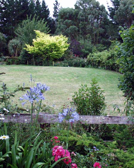 It is rumoured that sheep will not nibble at agapanthus. It is rumoured that sheep will not nibble at agapanthus.