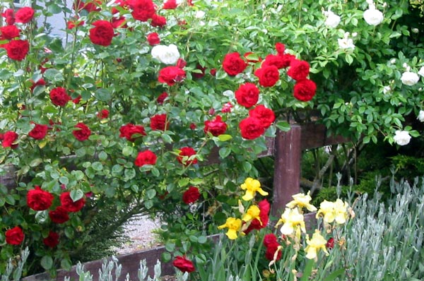 These two roses are really strong growers. These two roses are really strong growers.