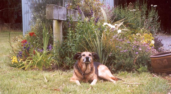 Taj-dog relaxing in the Stables Garden sun. Taj-dog relaxing in the Stables Garden sun.