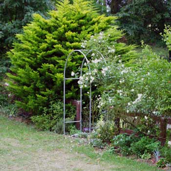 Iceberg climbing rose. Iceberg climbing rose.