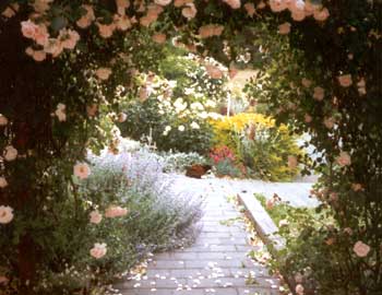 New Dawn forming a natural archway on the patio. New Dawn forming a natural archway on the patio.