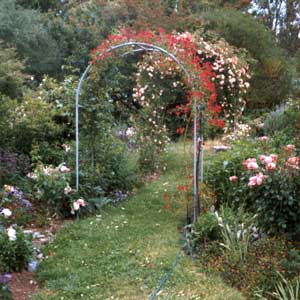 The original roses successfully covered the house-side arches. The original roses successfully covered the house-side arches.