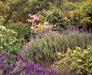 This is the arch that Phyllis Bide is supposed to cover! This is the arch that Phyllis Bide is supposed to cover!