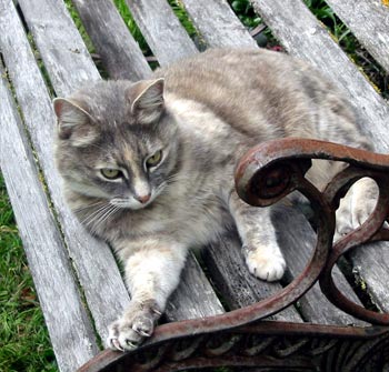 Purr-fect... Purr-fect...