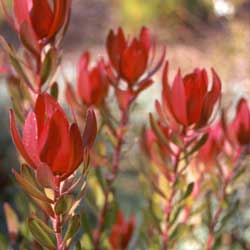 This is the leucadendron Safari Sunset. This is the leucadendron Safari Sunset.