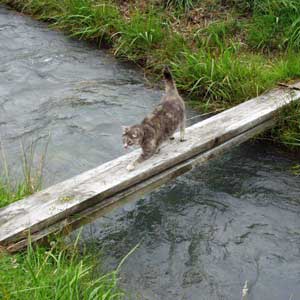 Cats have such good balance, don't they? Cats have such good balance, don't they?