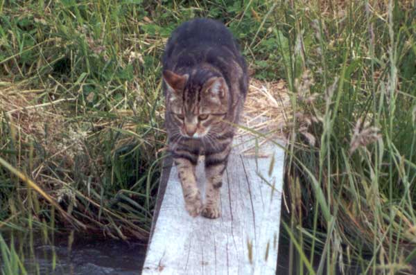 What a beautiful tabby cat Sifter is! What a beautiful tabby cat Sifter is!