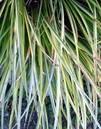 An evergreen grass-like plant. An evergreen grass-like plant.