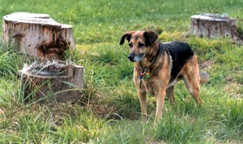 Taj-dog is contemplating something. Taj-dog is contemplating something.