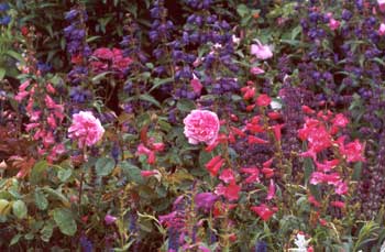 Pink and purple penstemons surrounding an unknown pink rose. Pink and purple penstemons surrounding an unknown pink rose.
