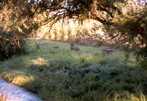An early inspiring view of the grass area. An early inspiring view of the grass area.