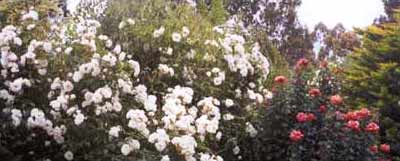 Iceberg roses never fail to impress. These are the climbing variety. Iceberg roses never fail to impress. These are the climbing variety.