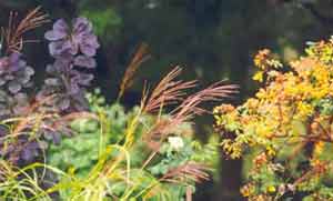 A beautiful tableaux of foliage. A beautiful tableaux of foliage.