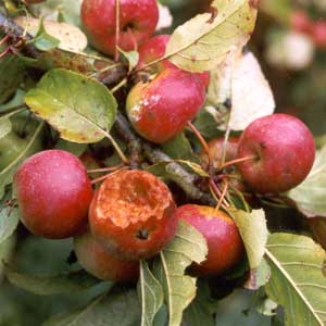 I love watching the birds eating the crab-apples. I love watching the birds eating the crab-apples.