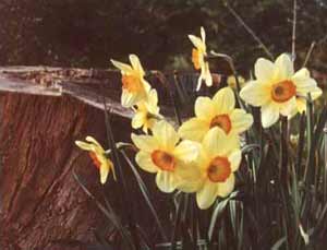 Beautiful lemon daffodils with red centers. Beautiful lemon daffodils with red centers.