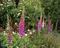 Foxgloves are rewarding plants. Foxgloves are rewarding plants.
