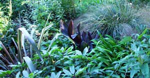 Plants in here include cannas, iris confusa and mountain grass. Plants in here include cannas, iris confusa and mountain grass.