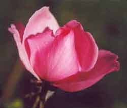 Crazy rose, still flowering. Crazy rose, still flowering.