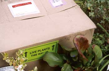 An exciting moment for a gardener. An exciting moment for a gardener.