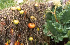Something always goes wrong with my outdoor tomatoes. They never work. Something always goes wrong with my outdoor tomatoes. They never work.