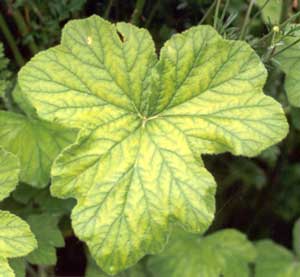 These geraniums have a strong peppermint smell. These geraniums have a strong peppermint smell.