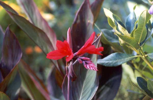 I bought this canna from a specialist grower. It's very beautiful. I bought this canna from a specialist grower. It's very beautiful.
