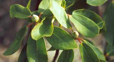 Rhododendron foliage and buds. Rhododendron foliage and buds.