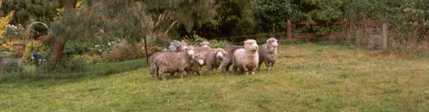 The sheep are enjoying the grass in the upper pond paddock. The sheep are enjoying the grass in the upper pond paddock.