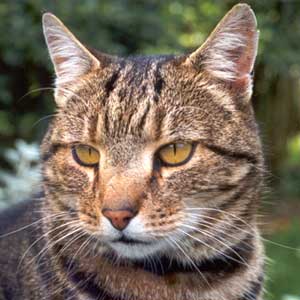Sifter the cat is a meowing stomach on legs. Sifter the cat is a meowing stomach on legs.
