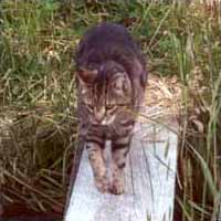 The cats always enjoy walking at sundown. The cats always enjoy walking at sundown.