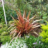 There is a small red flax in each part of the garden. There is a small red flax in each part of the garden.