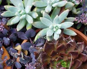 An assortment of succulents, complete with spiders webs. An assortment of succulents, complete with spiders webs.
