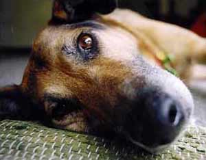 Taj-dog's nose in close-up. Taj-dog's nose in close-up.