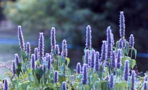 Agastache Agastache
