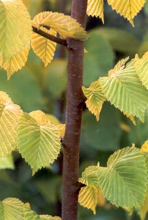 Close-up of texture on leaves. Close-up of texture on leaves.
