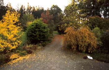 Autumn leaves in the driveway. Autumn leaves in the driveway.